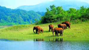 wildlife kerala