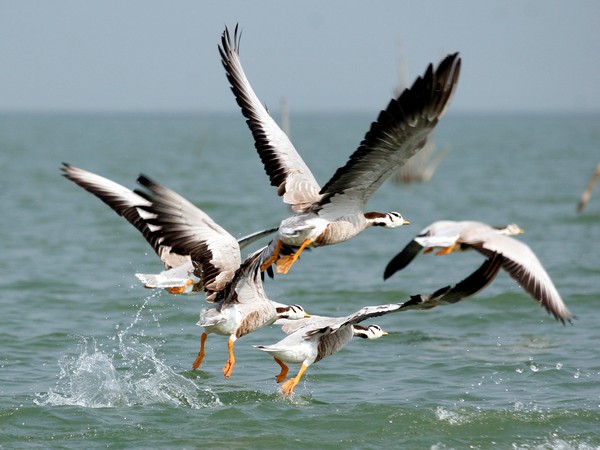 Migratory birds take off from Chilka Lake, 110 km (70 miles) from the eastern Indian town of Bhubaneswar, January 3, 2009. REUTERS/Jayanta Shaw (INDIA) - GM1E51400OV01